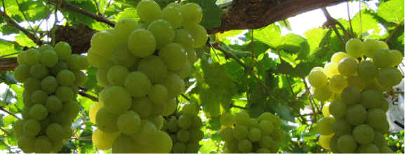 �����Y�Ԃǂ�